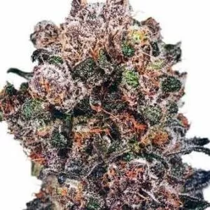 Close-Up Image Showcasing A Vibrant Bud From The Blueberry Marijuana Seeds Strain. Premium Cannabis Genetics For Home Cultivation And A Rich, Fruity Aroma.