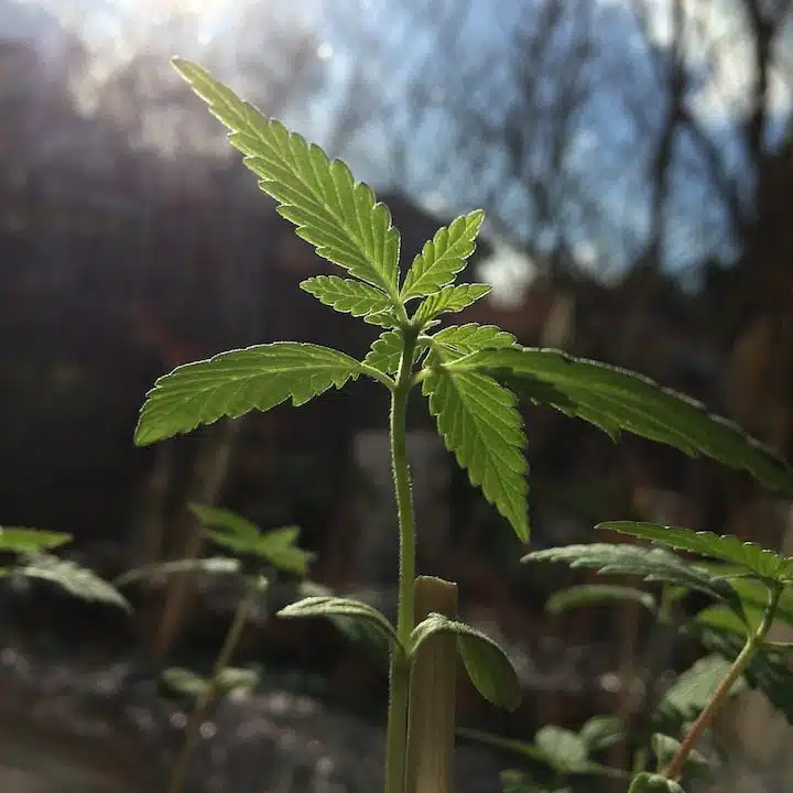 Indoor Vs Outdoor Weed: Yield, Potency &Amp; Cost Compared (2026) Differences Between Indoor Vs Outdoor Weed Growing