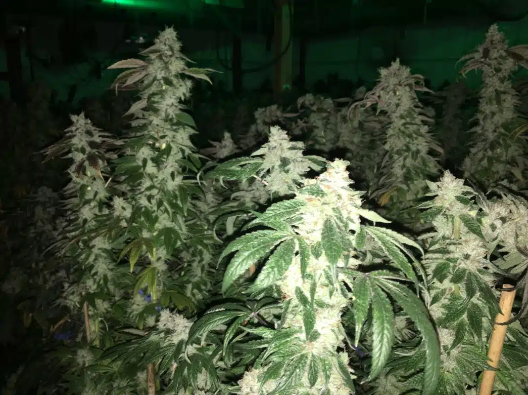 Cbd Cannabis Strains Compared To Thc Strains Cbd Cannabis Strains Compared To Thc Strains