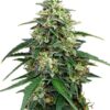Close-up of a vibrant Amnesia Strain Feminized Seeds cannabis bud, showcasing its trichome-rich texture and green leaves. High-quality cannabis seeds.