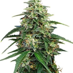 Close-up of a vibrant Amnesia Strain Feminized Seeds cannabis bud, showcasing its trichome-rich texture and green leaves. High-quality cannabis seeds.