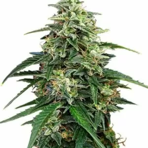 Close-up of a vibrant Amnesia Strain Feminized Seeds cannabis bud, showcasing its trichome-rich texture and green leaves. High-quality cannabis seeds.