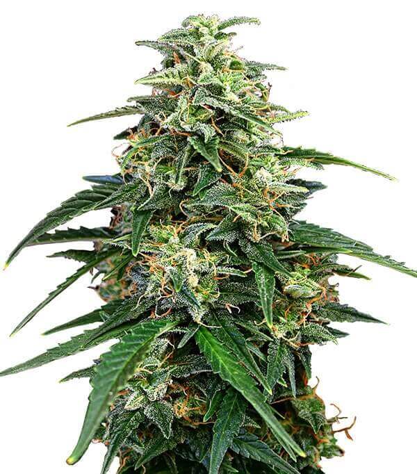 Amnesia Strain Feminized Seeds Close-Up Of A Vibrant Amnesia Strain Feminized Seeds Cannabis Bud, Showcasing Its Trichome-Rich Texture And Green Leaves. High-Quality Cannabis Seeds.