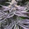 Close-up of a frosty Purple Punch Strain Feminized Strain bud, showcasing its vibrant purple hues and dense trichome coverage. Premium cannabis genetics.