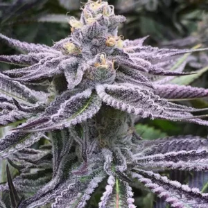 Close-up of a frosty Purple Punch Strain Feminized Strain bud, showcasing its vibrant purple hues and dense trichome coverage. Premium cannabis genetics.