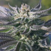 Close-up of the Wedding Cake Strain Feminized Strain. View trichome coverage and healthy leaf structure. Excellent example of Wedding Cake Strain.