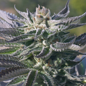 Close-Up Of The Wedding Cake Strain Feminized Strain. View Trichome Coverage And Healthy Leaf Structure. Excellent Example Of Wedding Cake Strain.