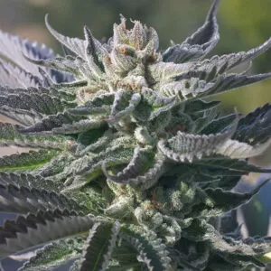 Close-Up Of A Frosty Wedding Cake Strain Autoflower Seeds Bud With Heavy Trichome Coverage.
