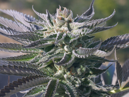Close-Up Of The Wedding Cake Strain Feminized Strain. View Trichome Coverage And Healthy Leaf Structure. Excellent Example Of Wedding Cake Strain.