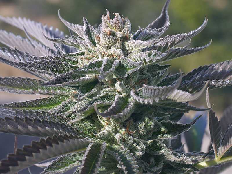 Wedding Cake Seeds: Genetics, Flowering Time &Amp; Grow Guide Close-Up Of The Wedding Cake Strain Feminized Strain. View Trichome Coverage And Healthy Leaf Structure. Excellent Example Of Wedding Cake Strain.