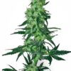 Close-up of a mature cannabis plant showcasing the dense buds and vibrant green leaves of the 9 Pound Hammer Strain Feminized Seeds. High quality and healthy growth.