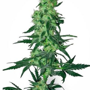 Close-up of a mature cannabis plant showcasing the dense buds and vibrant green leaves of the 9 Pound Hammer Strain Feminized Seeds. High quality and healthy growth.
