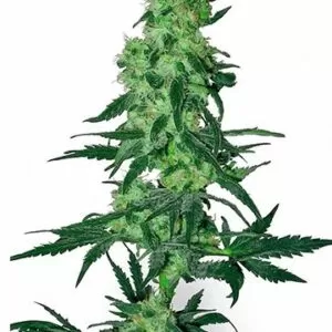 Close-up of a mature cannabis plant showcasing the dense buds and vibrant green leaves of the 9 Pound Hammer Strain Feminized Seeds. High quality and healthy growth.