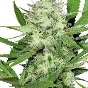 Close-Up Of A Flowering Cannabis Plant. Buy Acapulco Gold Strain Feminized Seeds For A High-Quality Grow. Premium Marijuana Genetics For Sale Online Now.