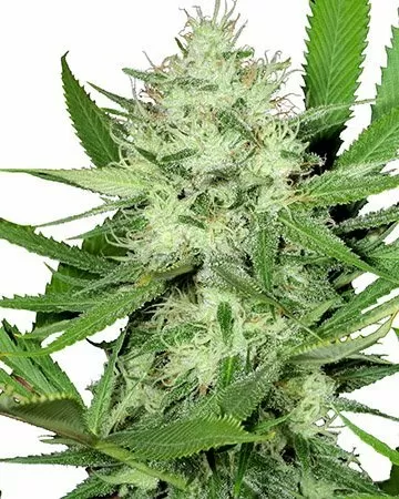Acapulco Gold feminized seeds