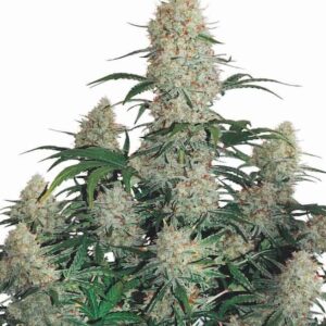 Lush Afghani Strain Feminized Seeds Plant, Showcasing Vibrant Green Leaves And Dense, Resin-Covered Buds. Buy Afghani Strain Feminized Seeds For Premium Genetics.