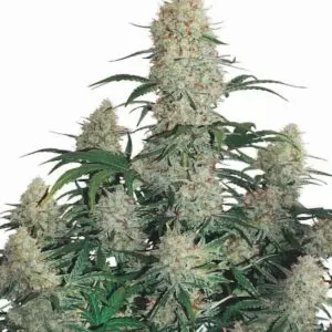 Lush Afghani Strain Feminized Seeds Plant, Showcasing Vibrant Green Leaves And Dense, Resin-Covered Buds. Buy Afghani Strain Feminized Seeds For Premium Genetics.