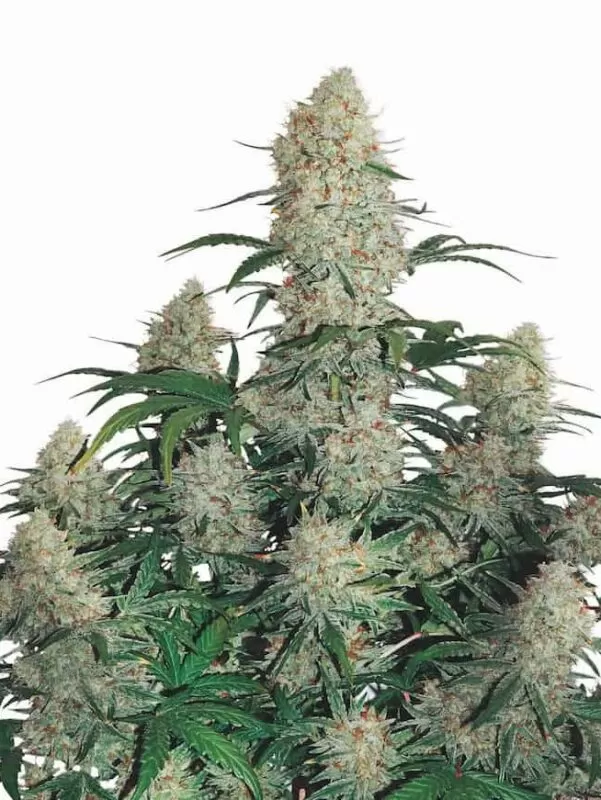 Afghani feminized seeds
