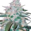 Close-up of the Allen Wrench Strain Feminized Seeds bud, showcasing its trichome coverage and vibrant colors. Buy Allen Wrench seeds for a robust harvest.