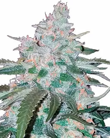 Allen Wrench feminized seeds