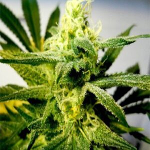 Close-up of the bud from a Cream Strain Autoflower Seeds plant. Buy these cream strain autoflower seeds for a plant dense with trichomes, showcasing its potency and quality.