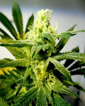 Cream autoflower seeds