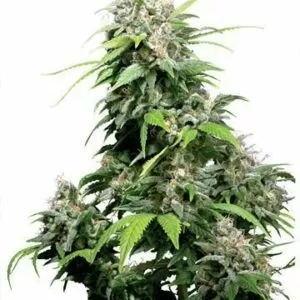 Close-up of a mature cannabis plant grown from Bubble Gum Auto-Flowering Feminized Marijuana Seeds. A quality harvest, ready for curing and consumption.