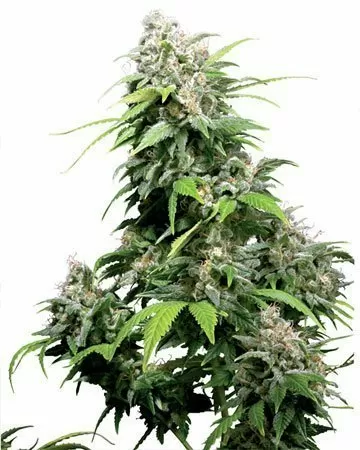 Bubble Gum autoflower seeds