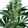 Close-up image showcasing the vibrant green buds of the Critical Mass Medical Strain CBD seeds plant. Shop premium Critical Mass Medical Strain CBD Seeds now.