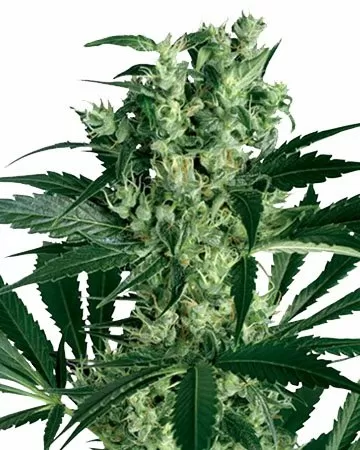 Critical Mass cbd seeds