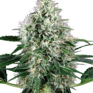 Close-up of a mature cannabis bud from a Shark Medical Strain CBD Seeds plant. High-quality, low THC medical cannabis seeds.