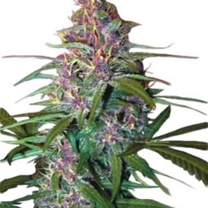 Image Of A Vibrant Critical Purple Autoflower Plant, Showcasing Its Distinctive Purple Buds And Green Leaves. Perfect Genetics For Critical Purple Autoflower Seeds.