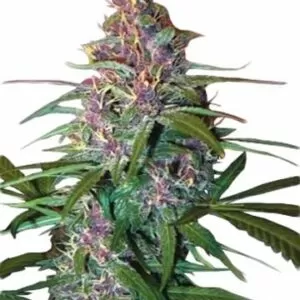 Image Of A Vibrant Critical Purple Autoflower Plant, Showcasing Its Distinctive Purple Buds And Green Leaves. Perfect Genetics For Critical Purple Autoflower Seeds.