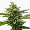 Close-up of a flowering Durban Poison Strain Autoflower Seeds plant showcasing its dense buds and vibrant green leaves. Buy Durban Poison autoflower seeds today!