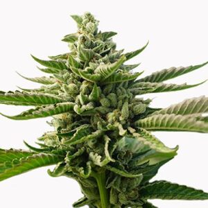 Close-Up Of A Flowering Durban Poison Strain Autoflower Seeds Plant Showcasing Its Dense Buds And Vibrant Green Leaves. Buy Durban Poison Autoflower Seeds Today!