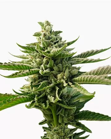 Durban Poison autoflower seeds