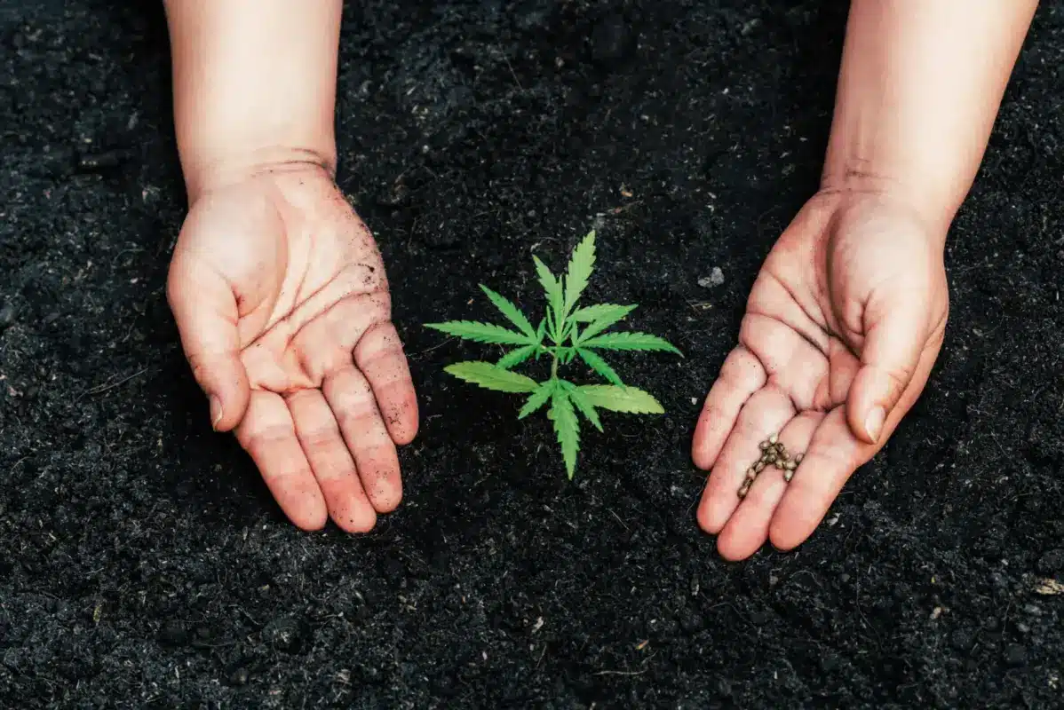 Hydroponic Vs Soil Which Is Better For Growing Marijuana