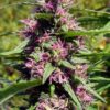 Close-up of vibrant purple and green buds from the Panama Red Strain Feminized Seeds. A premium choice for cultivating cannabis.