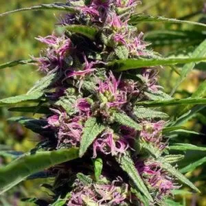 Close-up of vibrant purple and green buds from the Panama Red Strain Feminized Seeds. A premium choice for cultivating cannabis.