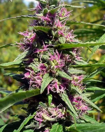 Panama Red Strain Feminized Seeds Close-Up Of Vibrant Purple And Green Buds From The Panama Red Strain Feminized Seeds. A Premium Choice For Cultivating Cannabis.