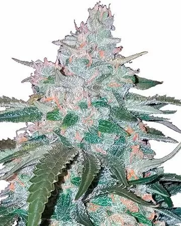 Pineapple Express Strain Feminized Seeds Close-Up Of A Mature Pineapple Express Strain Feminized Seeds Cannabis Bud. View High-Quality Cannabis Strain, Ready For Harvest.