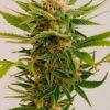 Close-up of a thriving cannabis plant showcasing the premium quality of our Sour Diesel Strain Feminized Seeds. Expect robust growth and potent yields.