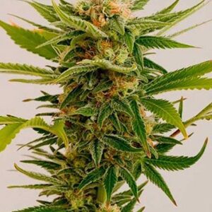Close-up of a thriving cannabis plant showcasing the premium quality of our Sour Diesel Strain Feminized Seeds. Expect robust growth and potent yields.