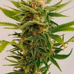 Close-up of a thriving cannabis plant showcasing the premium quality of our Sour Diesel Strain Feminized Seeds. Expect robust growth and potent yields.
