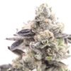 Close-up of a frosty Super Lemon Haze Strain Feminized Seeds bud, showcasing its trichome coverage and vibrant green hues. Perfect for cultivators.