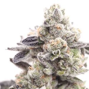 Close-up of a frosty Super Lemon Haze Strain Feminized Seeds bud, showcasing its trichome coverage and vibrant green hues. Perfect for cultivators.