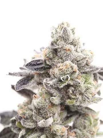 Super Lemon Haze feminized seeds