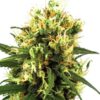 Close-up of a mature bud showcasing the quality of Tangerine Dream Strain Autoflower Seeds. Perfect for growers seeking vibrant, citrusy flavors and easy cultivation. Order now!