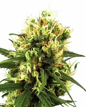 Tangerine Dream autoflower seeds