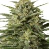 Close-up of a flowering White Widow Strain Feminized Seeds plant, showcasing its dense bud structure and resinous trichomes. Perfect for cultivators and enthusiasts alike.